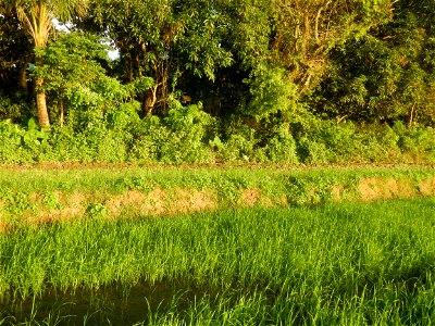 Paddy fields and vegetable (Capsicum annuum var. longum, Okra, Momordica charantia and Vigna unguiculata subsp. sesquipedalis) plantations in Upig - Bagong Barrio, San Ildefonso, Bulacan Barangays Upi