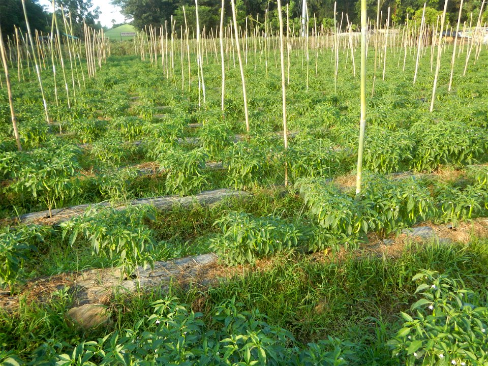 Paddy fields and vegetable (Capsicum annuum var. longum, Okra, Momordica charantia and Vigna unguiculata subsp. sesquipedalis) plantations in Upig - Bagong Barrio, San Ildefonso, Bulacan Barangays Upi