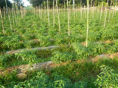 Paddy fields and vegetable (Capsicum annuum var. longum, Okra, Momordica charantia and Vigna unguiculata subsp. sesquipedalis) plantations in Upig - Bagong Barrio, San Ildefonso, Bulacan Barangays Upi