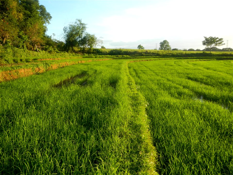 Paddy fields and vegetable (Capsicum annuum var. longum, Okra, Momordica charantia and Vigna unguiculata subsp. sesquipedalis) plantations in Upig - Bagong Barrio, San Ildefonso, Bulacan Barangays Upi