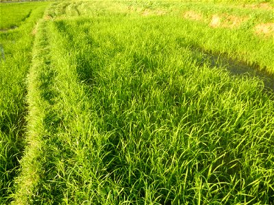 Paddy fields and vegetable (Capsicum annuum var. longum, Okra, Momordica charantia and Vigna unguiculata subsp. sesquipedalis) plantations in Upig - Bagong Barrio, San Ildefonso, Bulacan Barangays Upi
