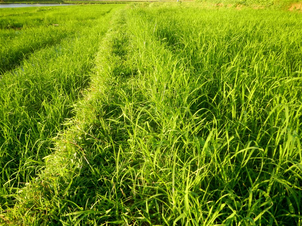 Paddy fields and vegetable (Capsicum annuum var. longum, Okra, Momordica charantia and Vigna unguiculata subsp. sesquipedalis) plantations in Upig - Bagong Barrio, San Ildefonso, Bulacan Barangays Upi