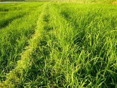 Paddy fields and vegetable (Capsicum annuum var. longum, Okra, Momordica charantia and Vigna unguiculata subsp. sesquipedalis) plantations in Upig - Bagong Barrio, San Ildefonso, Bulacan Barangays Upi