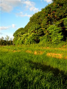 Paddy fields and vegetable (Capsicum annuum var. longum, Okra, Momordica charantia and Vigna unguiculata subsp. sesquipedalis) plantations in Upig - Bagong Barrio, San Ildefonso, Bulacan Barangays Upi