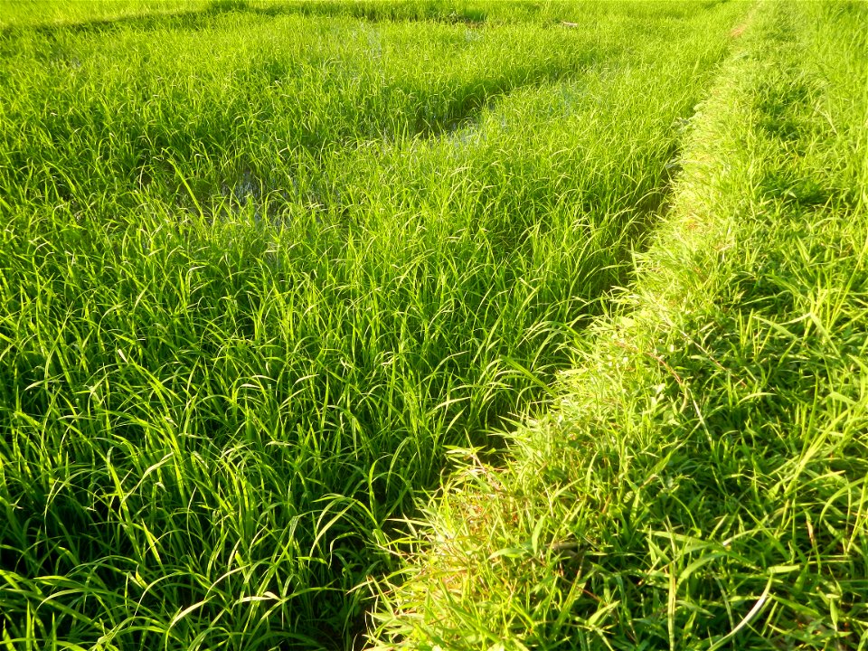 Paddy fields and vegetable (Capsicum annuum var. longum, Okra, Momordica charantia and Vigna unguiculata subsp. sesquipedalis) plantations in Upig - Bagong Barrio, San Ildefonso, Bulacan Barangays Upi