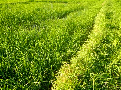 Paddy fields and vegetable (Capsicum annuum var. longum, Okra, Momordica charantia and Vigna unguiculata subsp. sesquipedalis) plantations in Upig - Bagong Barrio, San Ildefonso, Bulacan Barangays Upi