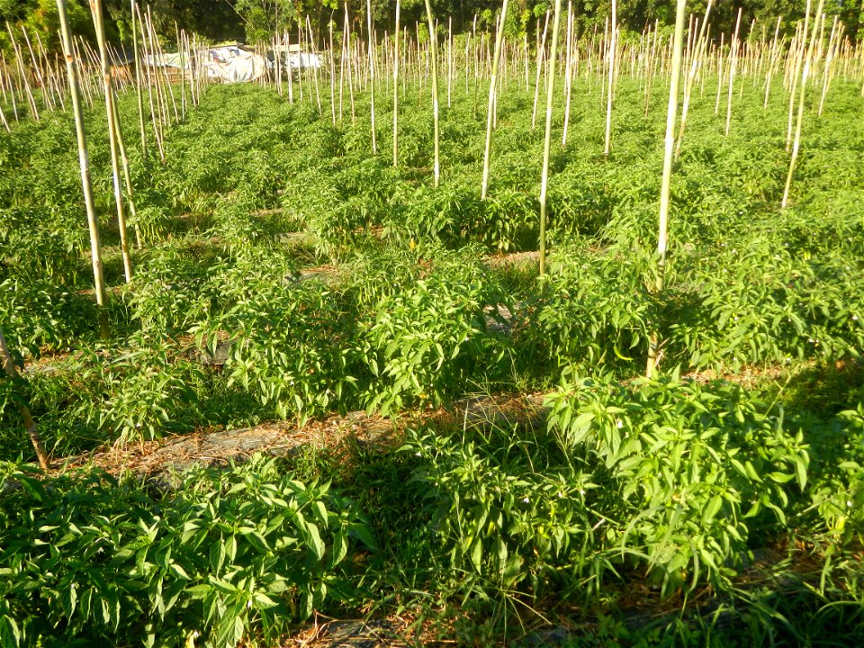 Paddy fields and vegetable (Capsicum annuum var. longum, Okra, Momordica charantia and Vigna unguiculata subsp. sesquipedalis) plantations in Upig - Bagong Barrio, San Ildefonso, Bulacan Barangays Upi