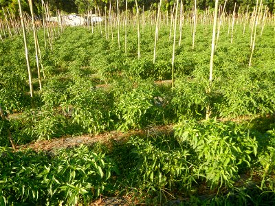Paddy fields and vegetable (Capsicum annuum var. longum, Okra, Momordica charantia and Vigna unguiculata subsp. sesquipedalis) plantations in Upig - Bagong Barrio, San Ildefonso, Bulacan Barangays Upi