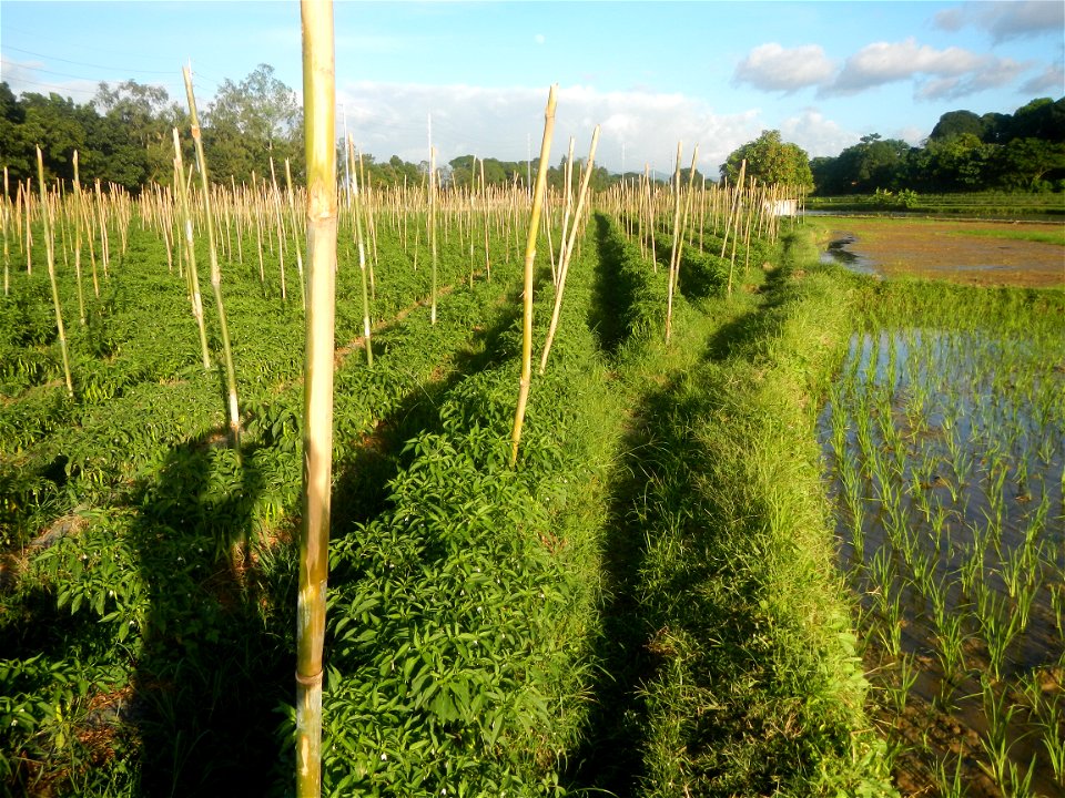 Paddy fields and vegetable (Capsicum annuum var. longum, Okra, Momordica charantia and Vigna unguiculata subsp. sesquipedalis) plantations in Upig - Bagong Barrio, San Ildefonso, Bulacan Barangays Upi