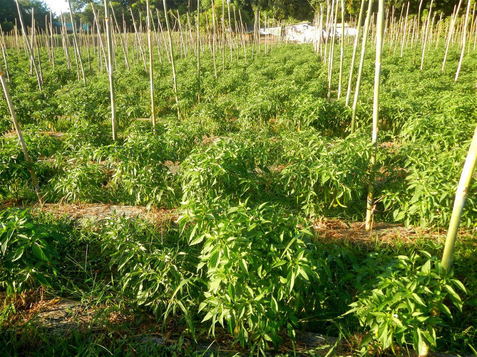 Paddy fields and vegetable (Capsicum annuum var. longum, Okra, Momordica charantia and Vigna unguiculata subsp. sesquipedalis) plantations in Upig - Bagong Barrio, San Ildefonso, Bulacan Barangays Upi
