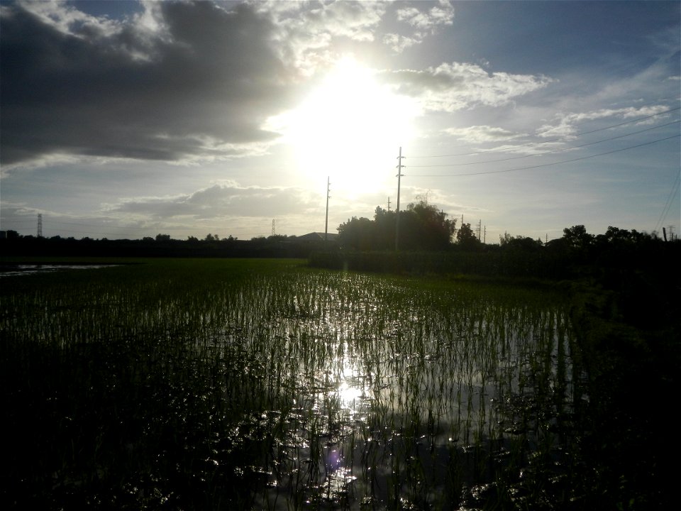 Paddy fields and vegetable (Capsicum annuum var. longum, Okra, Momordica charantia and Vigna unguiculata subsp. sesquipedalis) plantations in Upig - Bagong Barrio, San Ildefonso, Bulacan Barangays Upi
