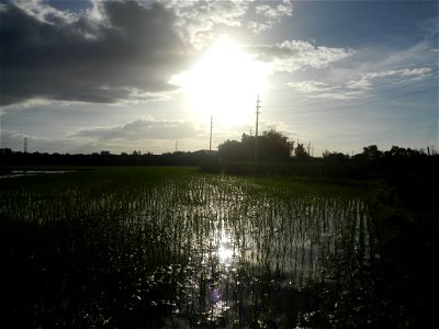 Paddy fields and vegetable (Capsicum annuum var. longum, Okra, Momordica charantia and Vigna unguiculata subsp. sesquipedalis) plantations in Upig - Bagong Barrio, San Ildefonso, Bulacan Barangays Upi