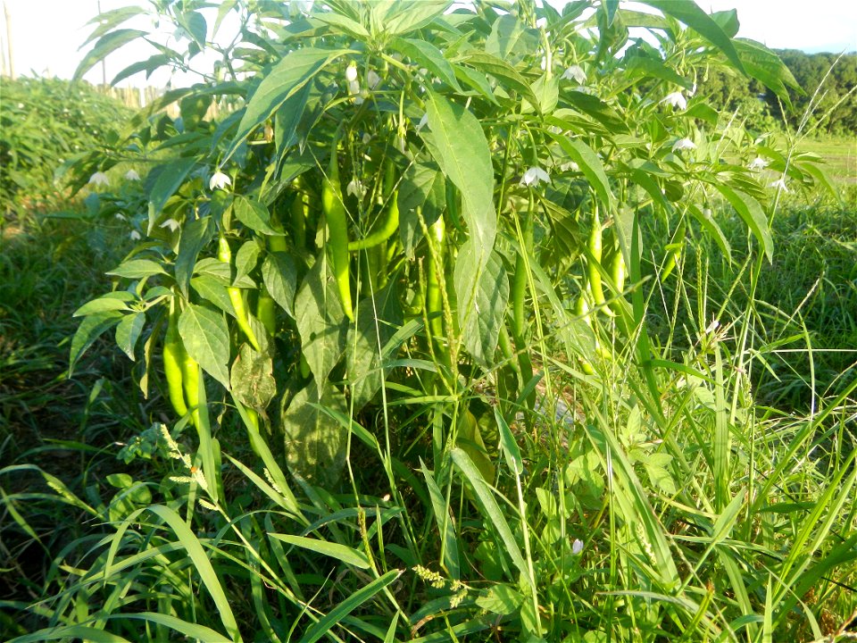 Paddy fields and vegetable (Capsicum annuum var. longum, Okra, Momordica charantia and Vigna unguiculata subsp. sesquipedalis) plantations in Upig - Bagong Barrio, San Ildefonso, Bulacan Barangays Upi