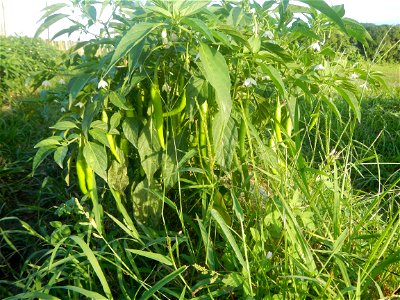 Paddy fields and vegetable (Capsicum annuum var. longum, Okra, Momordica charantia and Vigna unguiculata subsp. sesquipedalis) plantations in Upig - Bagong Barrio, San Ildefonso, Bulacan Barangays Upi