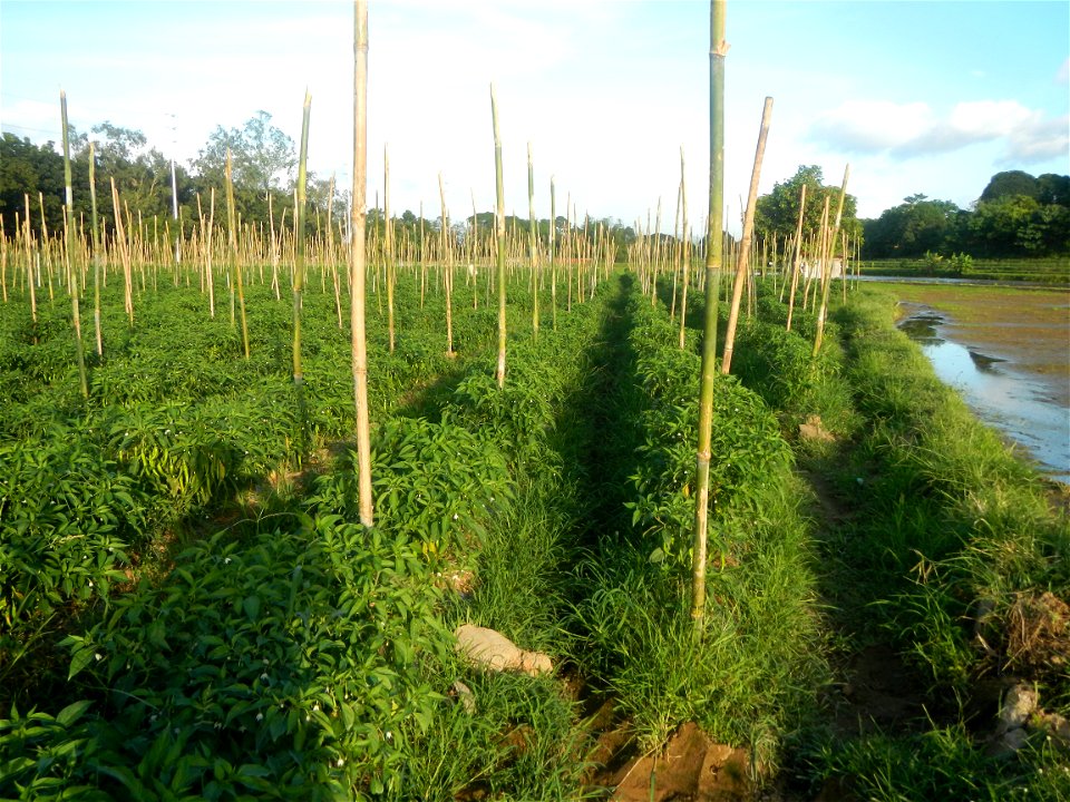 Paddy fields and vegetable (Capsicum annuum var. longum, Okra, Momordica charantia and Vigna unguiculata subsp. sesquipedalis) plantations in Upig - Bagong Barrio, San Ildefonso, Bulacan Barangays Upi