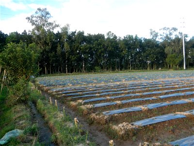 Paddy fields and vegetable (Capsicum annuum var. longum, Okra, Momordica charantia and Vigna unguiculata subsp. sesquipedalis) plantations in Upig - Bagong Barrio, San Ildefonso, Bulacan Barangays Upi