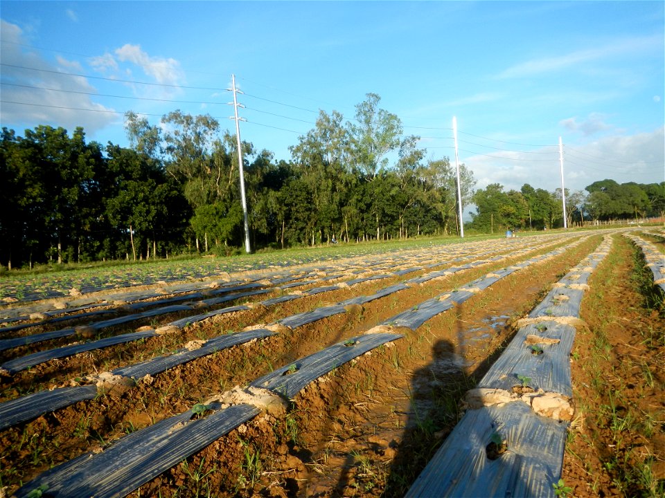 Paddy fields and vegetable (Capsicum annuum var. longum, Okra, Momordica charantia and Vigna unguiculata subsp. sesquipedalis) plantations in Upig - Bagong Barrio, San Ildefonso, Bulacan Barangays Upi