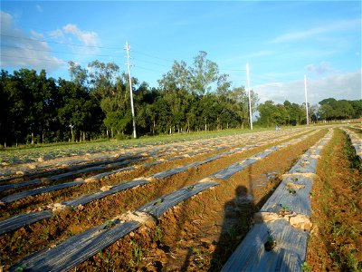 Paddy fields and vegetable (Capsicum annuum var. longum, Okra, Momordica charantia and Vigna unguiculata subsp. sesquipedalis) plantations in Upig - Bagong Barrio, San Ildefonso, Bulacan Barangays Upi