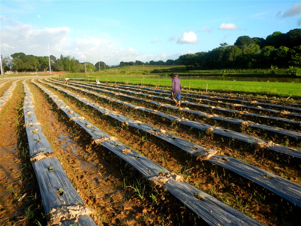 Paddy fields and vegetable (Capsicum annuum var. longum, Okra, Momordica charantia and Vigna unguiculata subsp. sesquipedalis) plantations in Upig - Bagong Barrio, San Ildefonso, Bulacan Barangays Upi