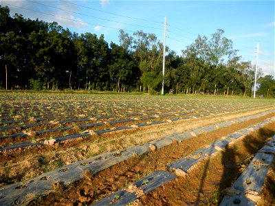 Paddy fields and vegetable (Capsicum annuum var. longum, Okra, Momordica charantia and Vigna unguiculata subsp. sesquipedalis) plantations in Upig - Bagong Barrio, San Ildefonso, Bulacan Barangays Upi
