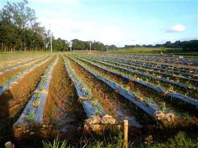 Paddy fields and vegetable (Capsicum annuum var. longum, Okra, Momordica charantia and Vigna unguiculata subsp. sesquipedalis) plantations in Upig - Bagong Barrio, San Ildefonso, Bulacan Barangays Upi