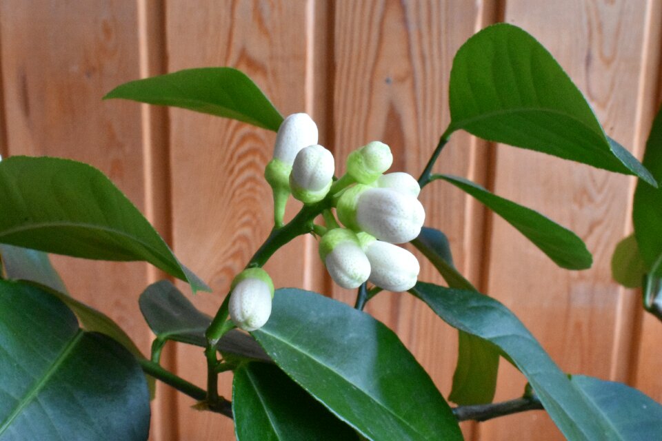 Bloom the buds white