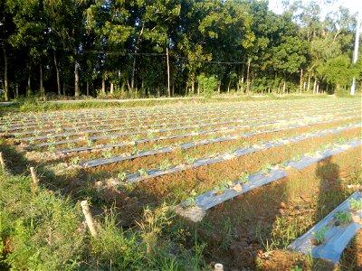 Paddy fields and vegetable (Capsicum annuum var. longum, Okra, Momordica charantia and Vigna unguiculata subsp. sesquipedalis) plantations in Upig - Bagong Barrio, San Ildefonso, Bulacan Barangays Upi