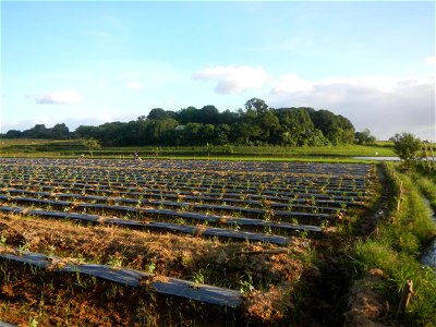 Paddy fields and vegetable (Capsicum annuum var. longum, Okra, Momordica charantia and Vigna unguiculata subsp. sesquipedalis) plantations in Upig - Bagong Barrio, San Ildefonso, Bulacan Barangays Upi