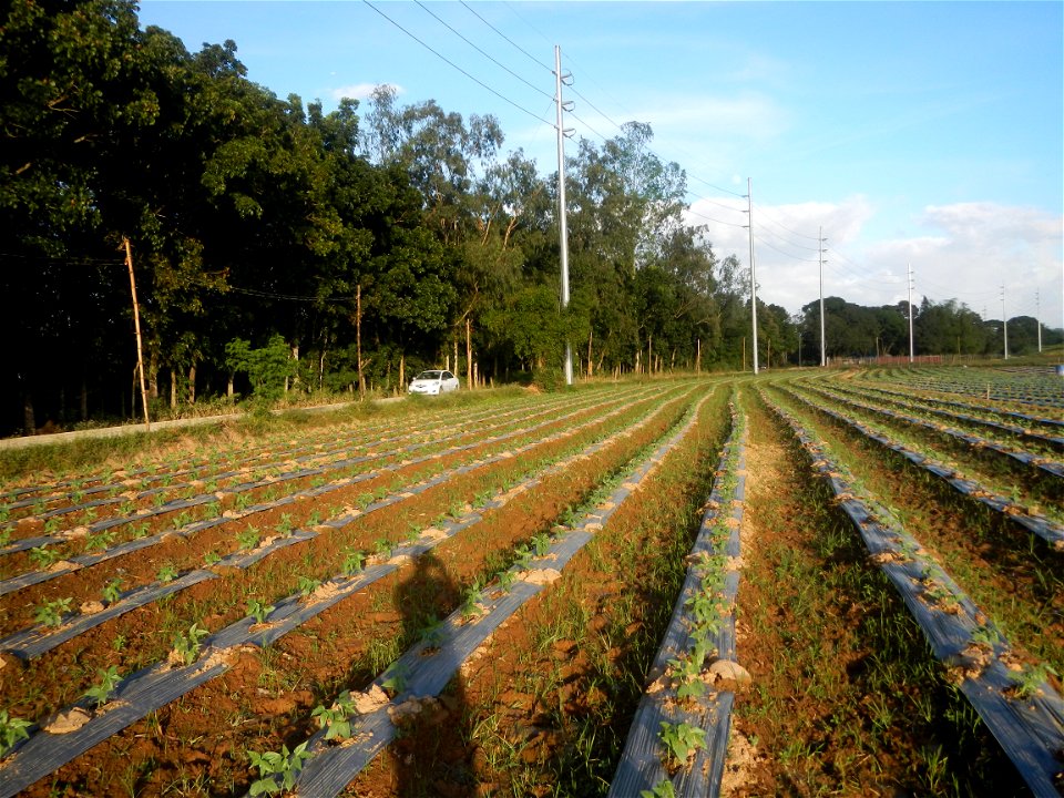 Paddy fields and vegetable (Capsicum annuum var. longum, Okra, Momordica charantia and Vigna unguiculata subsp. sesquipedalis) plantations in Upig - Bagong Barrio, San Ildefonso, Bulacan Barangays Upi