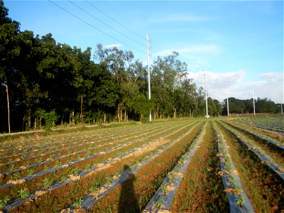 Paddy fields and vegetable (Capsicum annuum var. longum, Okra, Momordica charantia and Vigna unguiculata subsp. sesquipedalis) plantations in Upig - Bagong Barrio, San Ildefonso, Bulacan Barangays Upi