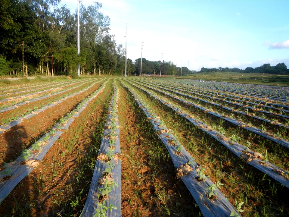 Paddy fields and vegetable (Capsicum annuum var. longum, Okra, Momordica charantia and Vigna unguiculata subsp. sesquipedalis) plantations in Upig - Bagong Barrio, San Ildefonso, Bulacan Barangays Upi