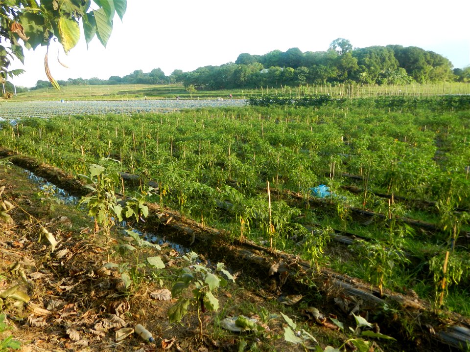 Paddy fields and vegetable (Capsicum annuum var. longum, Okra, Momordica charantia and Vigna unguiculata subsp. sesquipedalis) plantations in Upig - Bagong Barrio, San Ildefonso, Bulacan Barangays Upi