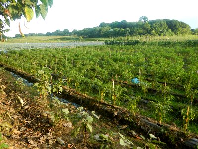 Paddy fields and vegetable (Capsicum annuum var. longum, Okra, Momordica charantia and Vigna unguiculata subsp. sesquipedalis) plantations in Upig - Bagong Barrio, San Ildefonso, Bulacan Barangays Upi