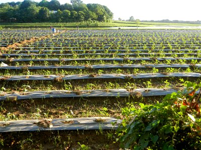 Paddy fields and vegetable (Capsicum annuum var. longum, Okra, Momordica charantia and Vigna unguiculata subsp. sesquipedalis) plantations in Upig - Bagong Barrio, San Ildefonso, Bulacan Barangays Upi