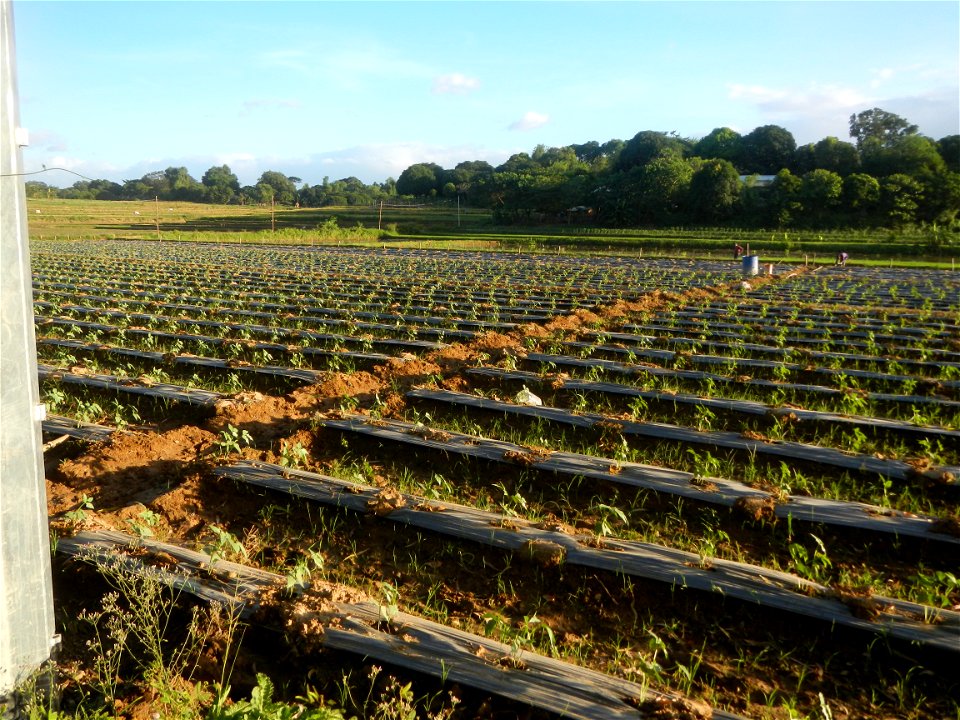 Paddy fields and vegetable (Capsicum annuum var. longum, Okra, Momordica charantia and Vigna unguiculata subsp. sesquipedalis) plantations in Upig - Bagong Barrio, San Ildefonso, Bulacan Barangays Upi