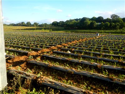 Paddy fields and vegetable (Capsicum annuum var. longum, Okra, Momordica charantia and Vigna unguiculata subsp. sesquipedalis) plantations in Upig - Bagong Barrio, San Ildefonso, Bulacan Barangays Upi