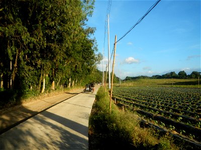 Paddy fields and vegetable (Capsicum annuum var. longum, Okra, Momordica charantia and Vigna unguiculata subsp. sesquipedalis) plantations in Upig - Bagong Barrio, San Ildefonso, Bulacan Barangays Upi