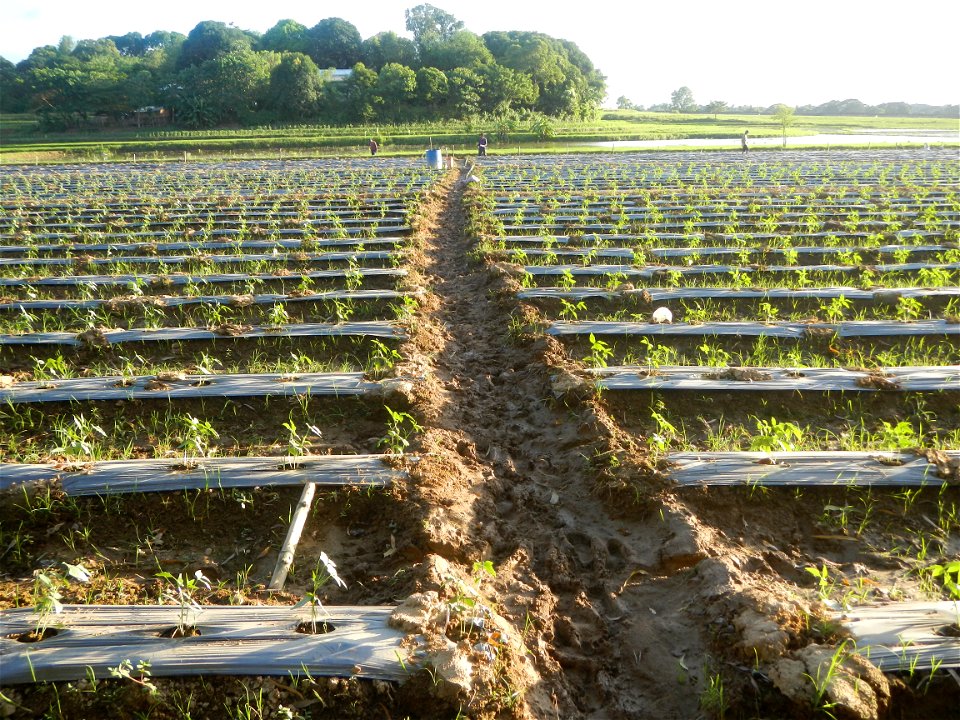 Paddy fields and vegetable (Capsicum annuum var. longum, Okra, Momordica charantia and Vigna unguiculata subsp. sesquipedalis) plantations in Upig - Bagong Barrio, San Ildefonso, Bulacan Barangays Upi