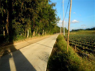 Paddy fields and vegetable (Capsicum annuum var. longum, Okra, Momordica charantia and Vigna unguiculata subsp. sesquipedalis) plantations in Upig - Bagong Barrio, San Ildefonso, Bulacan Barangays Upi