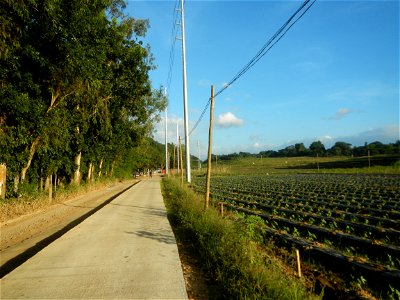 Paddy fields and vegetable (Capsicum annuum var. longum, Okra, Momordica charantia and Vigna unguiculata subsp. sesquipedalis) plantations in Upig - Bagong Barrio, San Ildefonso, Bulacan Barangays Upi