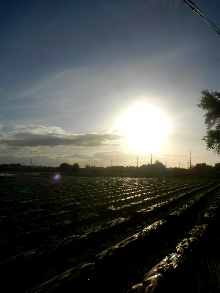 Paddy fields and vegetable (Capsicum annuum var. longum, Okra, Momordica charantia and Vigna unguiculata subsp. sesquipedalis) plantations in Upig - Bagong Barrio, San Ildefonso, Bulacan Barangays Upi