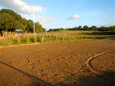 Paddy fields and vegetable (Capsicum annuum var. longum, Okra, Momordica charantia and Vigna unguiculata subsp. sesquipedalis) plantations in Upig - Bagong Barrio, San Ildefonso, Bulacan Barangays Upi