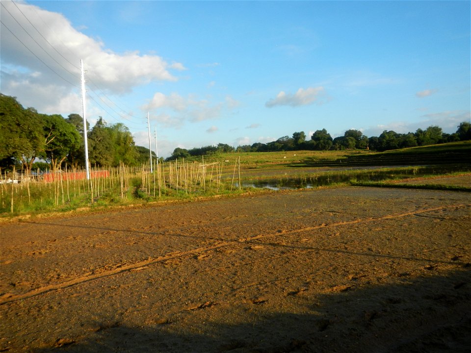Paddy fields and vegetable (Capsicum annuum var. longum, Okra, Momordica charantia and Vigna unguiculata subsp. sesquipedalis) plantations in Upig - Bagong Barrio, San Ildefonso, Bulacan Barangays Upi