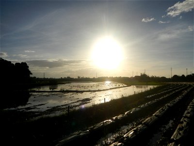 Paddy fields and vegetable (Capsicum annuum var. longum, Okra, Momordica charantia and Vigna unguiculata subsp. sesquipedalis) plantations in Upig - Bagong Barrio, San Ildefonso, Bulacan Barangays Upi