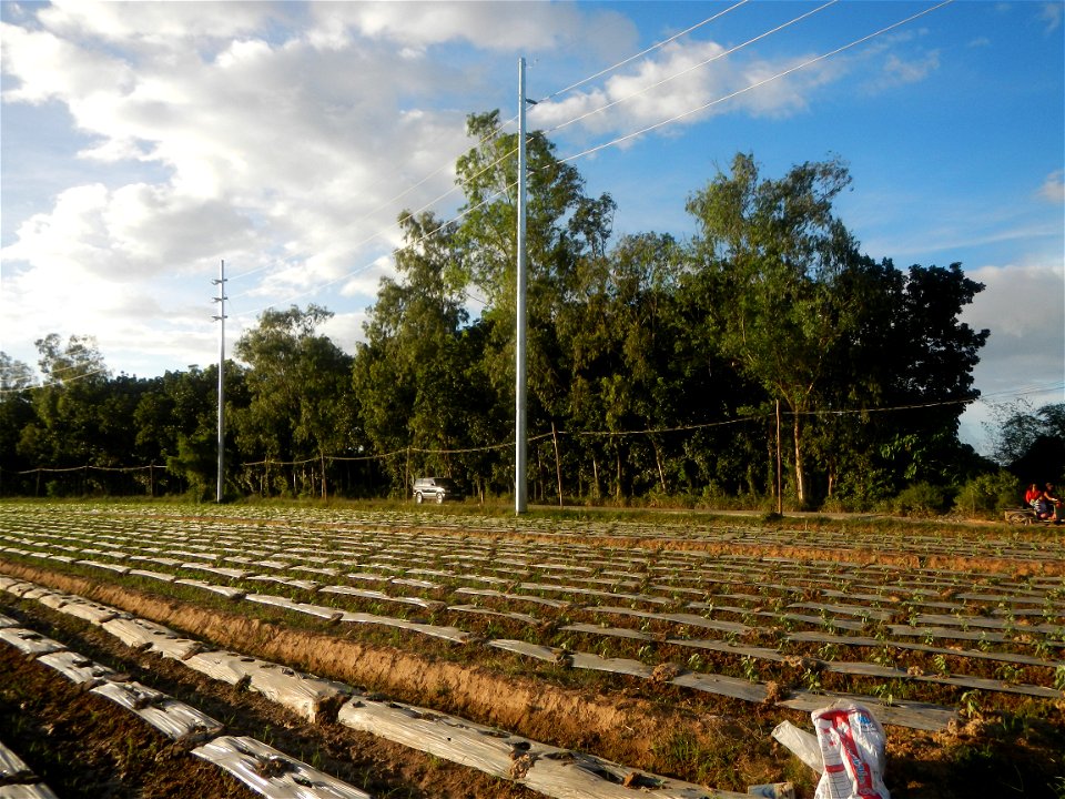 Paddy fields and vegetable (Capsicum annuum var. longum, Okra, Momordica charantia and Vigna unguiculata subsp. sesquipedalis) plantations in Upig - Bagong Barrio, San Ildefonso, Bulacan Barangays Upi