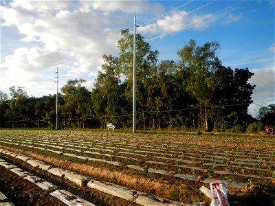 Paddy fields and vegetable (Capsicum annuum var. longum, Okra, Momordica charantia and Vigna unguiculata subsp. sesquipedalis) plantations in Upig - Bagong Barrio, San Ildefonso, Bulacan Barangays Upi