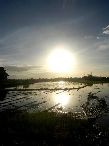Paddy fields and vegetable (Capsicum annuum var. longum, Okra, Momordica charantia and Vigna unguiculata subsp. sesquipedalis) plantations in Upig - Bagong Barrio, San Ildefonso, Bulacan Barangays Upi