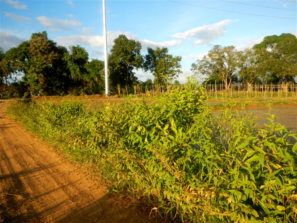 Paddy fields and vegetable (Capsicum annuum var. longum, Okra, Momordica charantia and Vigna unguiculata subsp. sesquipedalis) plantations in Upig - Bagong Barrio, San Ildefonso, Bulacan Barangays Upi