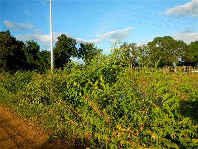 Paddy fields and vegetable (Capsicum annuum var. longum, Okra, Momordica charantia and Vigna unguiculata subsp. sesquipedalis) plantations in Upig - Bagong Barrio, San Ildefonso, Bulacan Barangays Upi