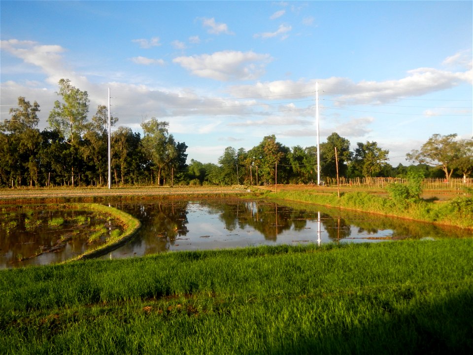 Paddy fields and vegetable (Capsicum annuum var. longum, Okra, Momordica charantia and Vigna unguiculata subsp. sesquipedalis) plantations in Upig - Bagong Barrio, San Ildefonso, Bulacan Barangays Upi